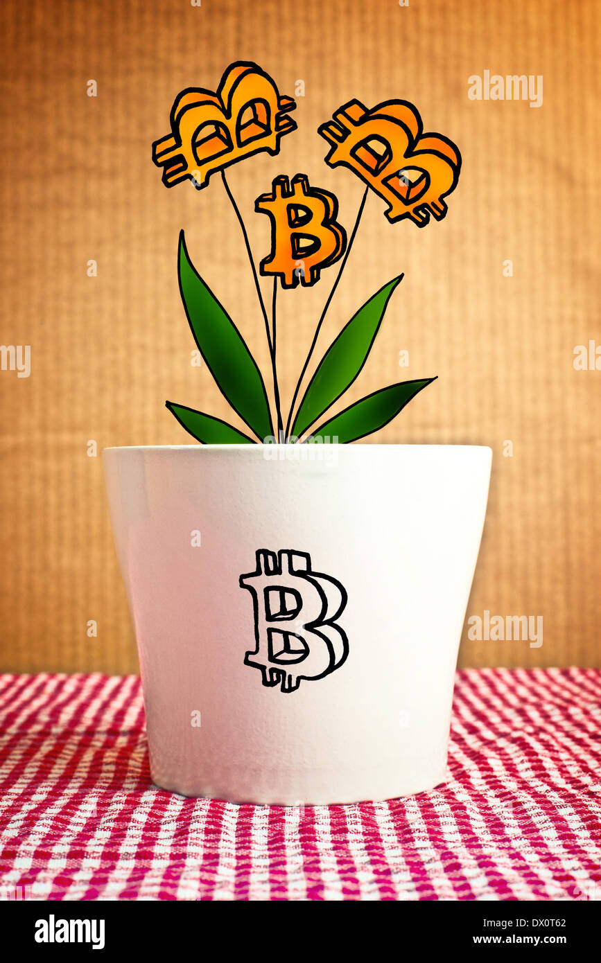 Growing bitcoins in flower pot, conceptual image of mixed content - photography and illustration. Stock Photo