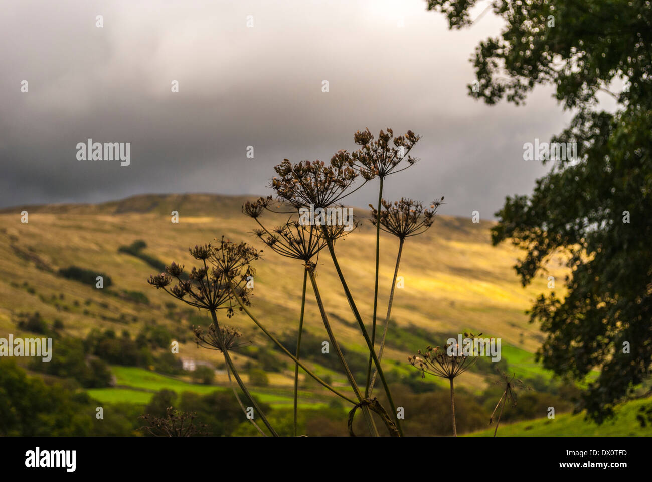 Cow Parsley seed heads Stock Photo Alamy