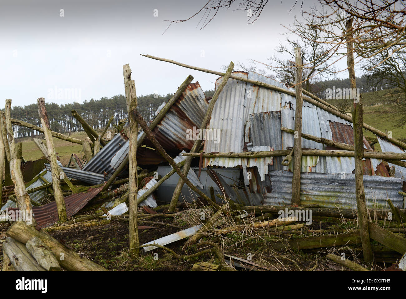Derelict rural farm building destroyed by winds and gales uk Stock Photo