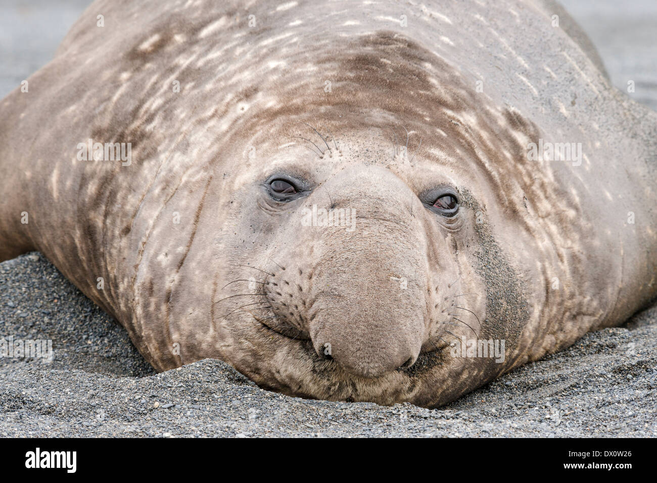Portrait of Southern elephant seal resting on black sand looking into camera Stock Photo