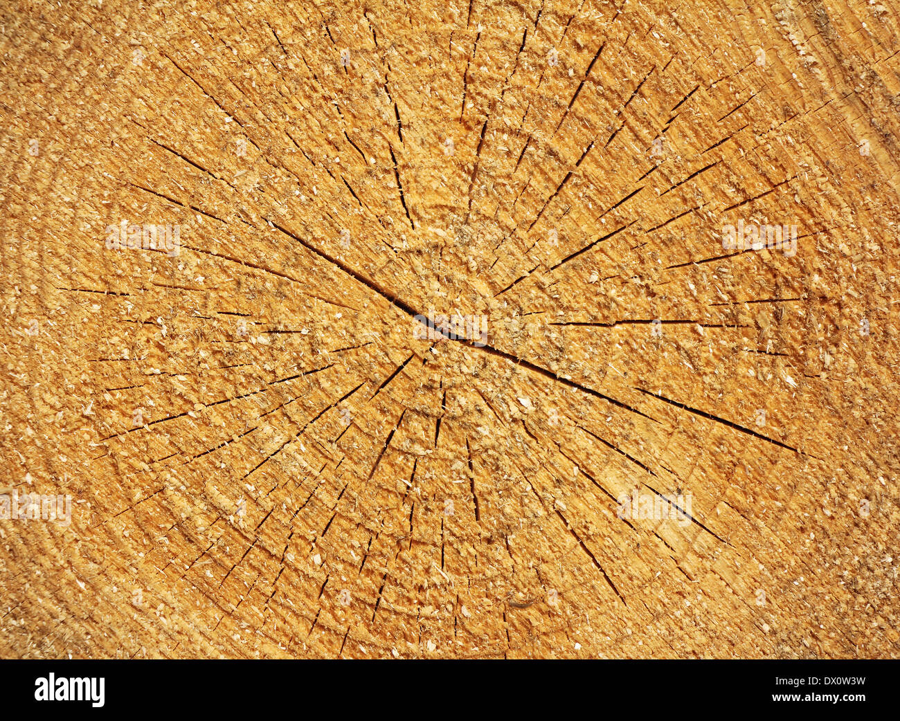 Cross section of tree trunk as a wooden background Stock Photo - Alamy