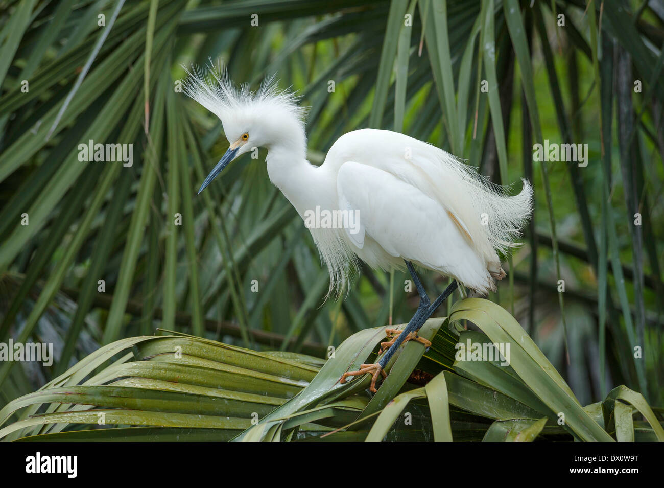 Snowy Egret challenging on palmetto leaf Stock Photo