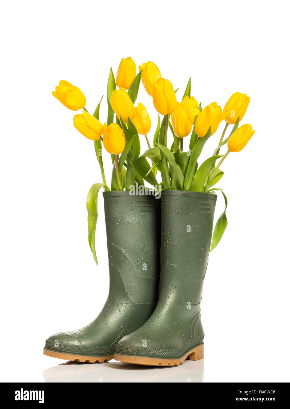 Spring tulip flowers in wellington boots on a white background Stock Photo