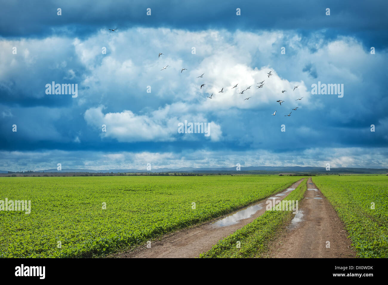 birds, field and cloudy sky Stock Photo
