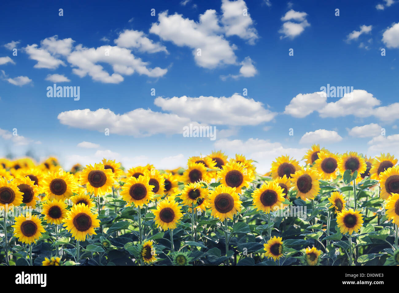 sunflower field and blue sky Stock Photo - Alamy