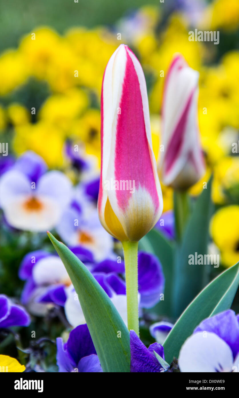Pink and white closed tulip in a garden of flowers Stock Photo