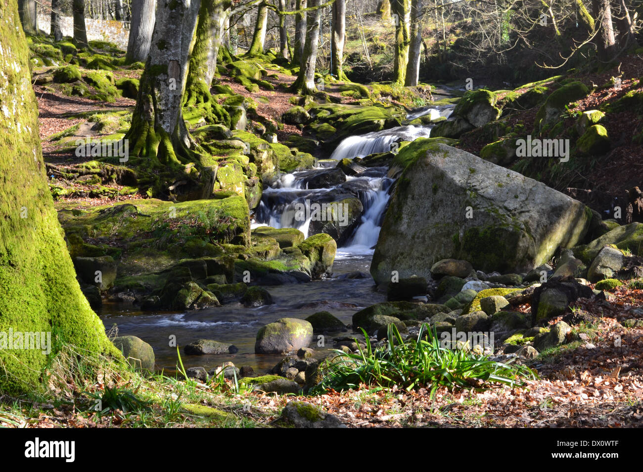 flowing river through a forestry in wicklow ireland Stock Photo