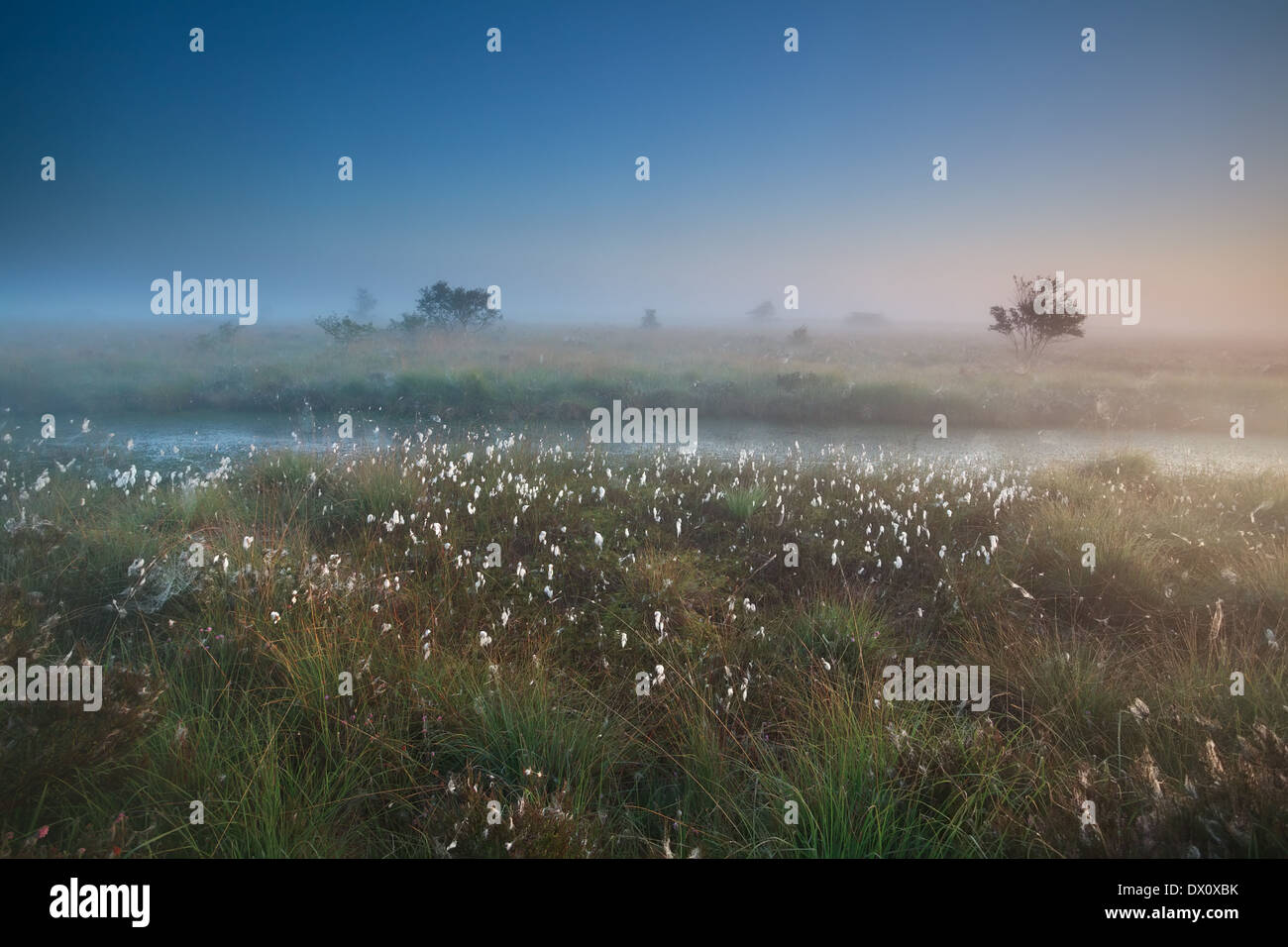 Grass fog hi-res stock photography and images - Alamy
