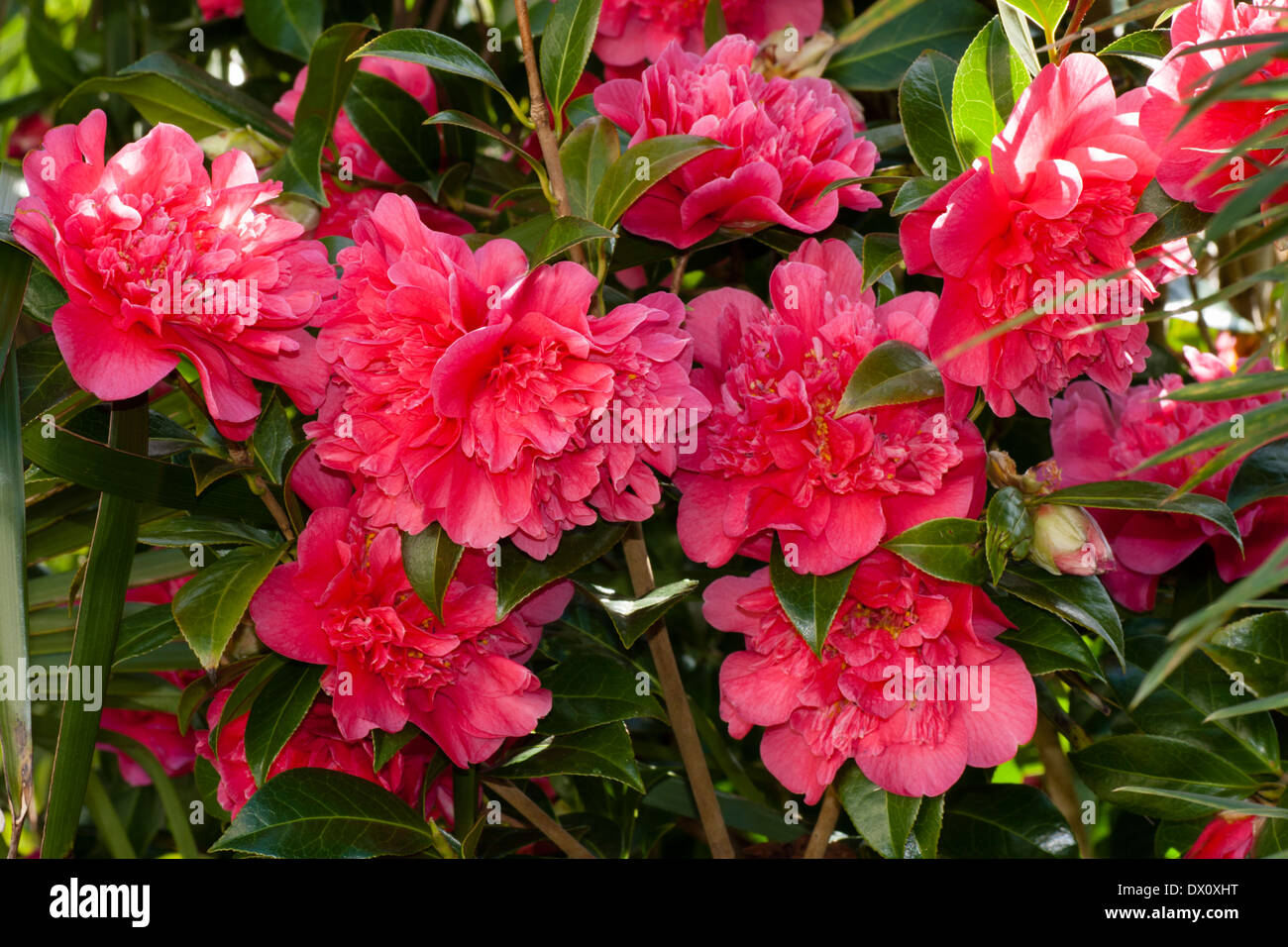 Massed blooms of Camellia x williamsii 'Anticipation' in a Plymouth garden Stock Photo