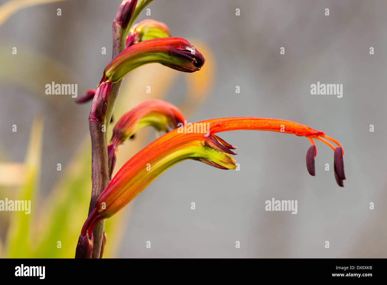 Flowers of the exotic South African bulb, Chasmanthe bicolor, in a Plymouth garden Stock Photo