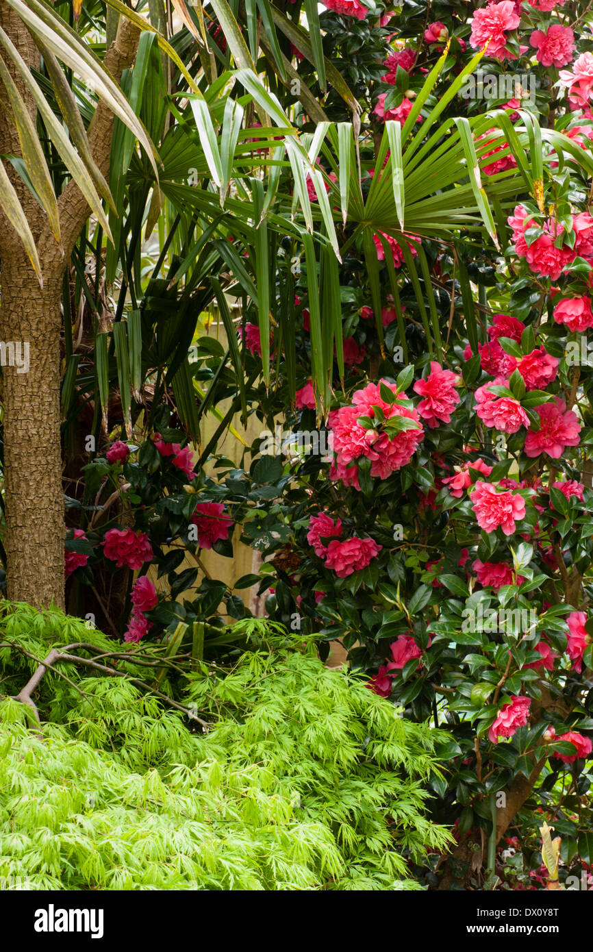 April garden scene with Camellia, Acer palmatum dissectum, and fronds of Trachycarpus fortunei under Cordyline 'Coffee Cream' Stock Photo