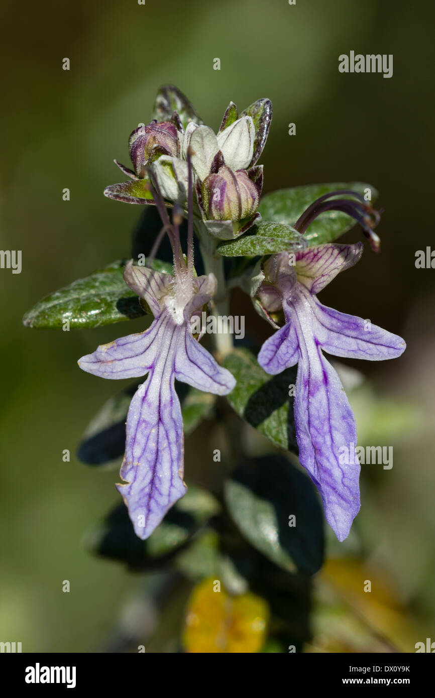 Close up of flowers of shrubby germander, Teucrium fruticans Stock Photo