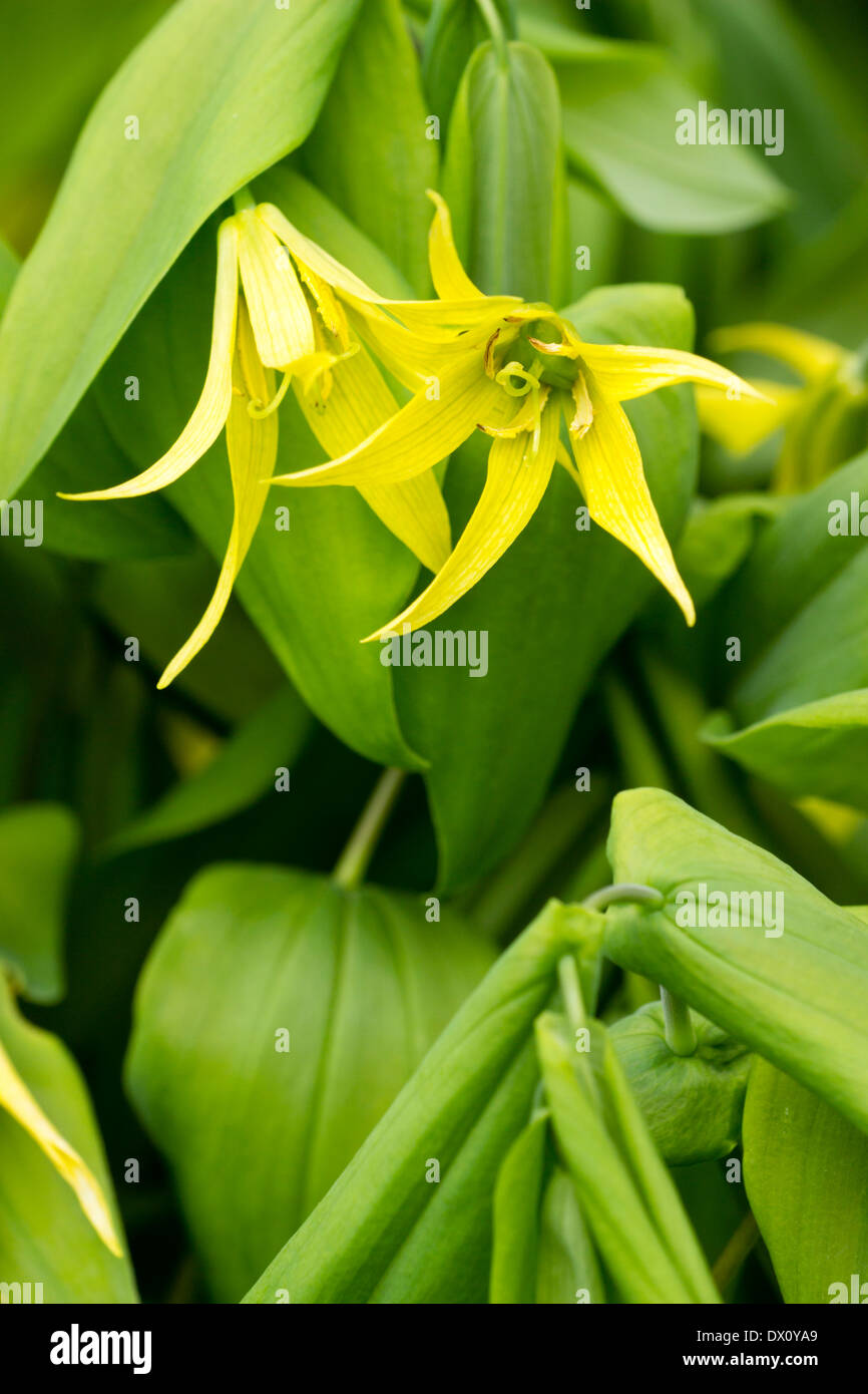 Close up of flowers of Uvularia grandiflora Stock Photo