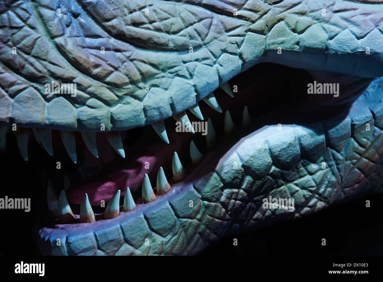 Tyrannosaurus rex reconstructed model close up black background Stock Photo