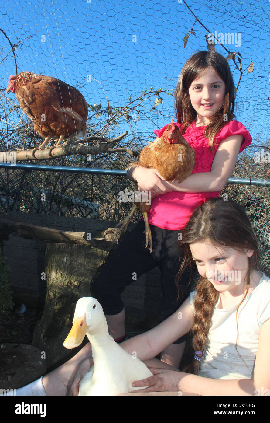 Young caucasian girls with their tame pet pekin duck (Anas platyrhynchos domesticas) and meadowsweet chickens , UK, England Stock Photo