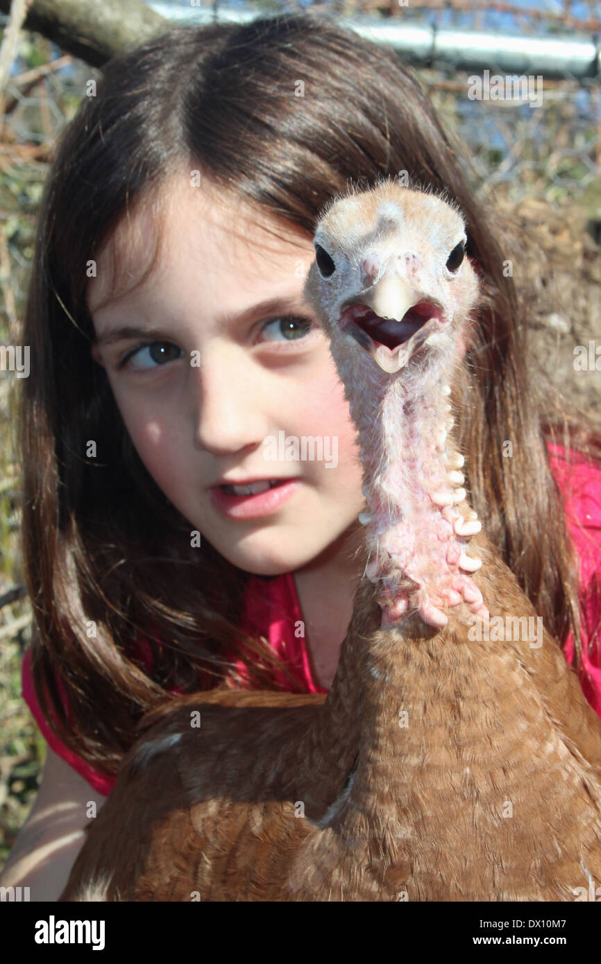 Young caucasian girl with her female red bourbon turkey (heritage) hen pet at her allotment holding UK, England Stock Photo