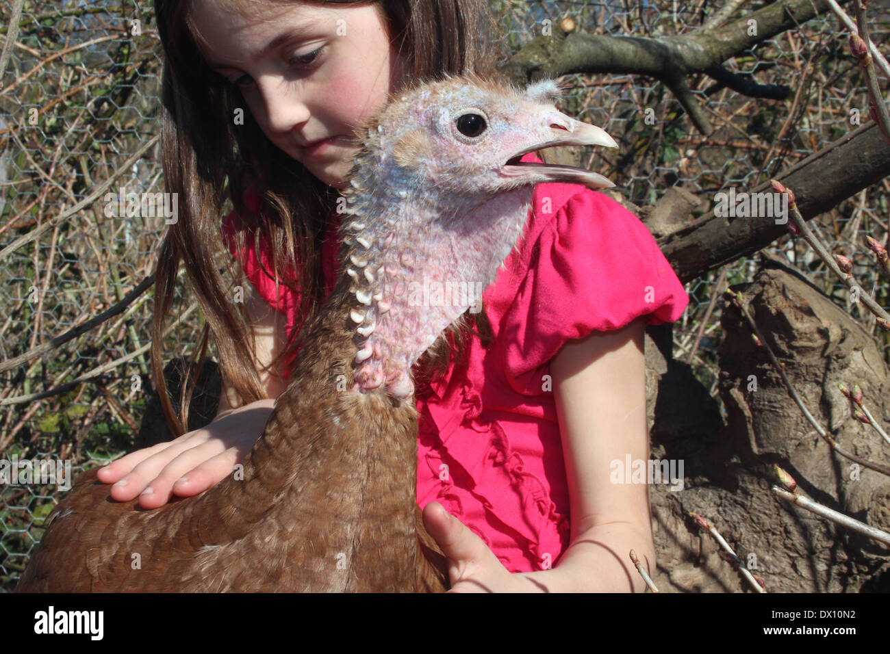 Young caucasian girl taking care of her tame female red bourbon turkey (heritage) hen pet at her allotment holding UK, England Stock Photo