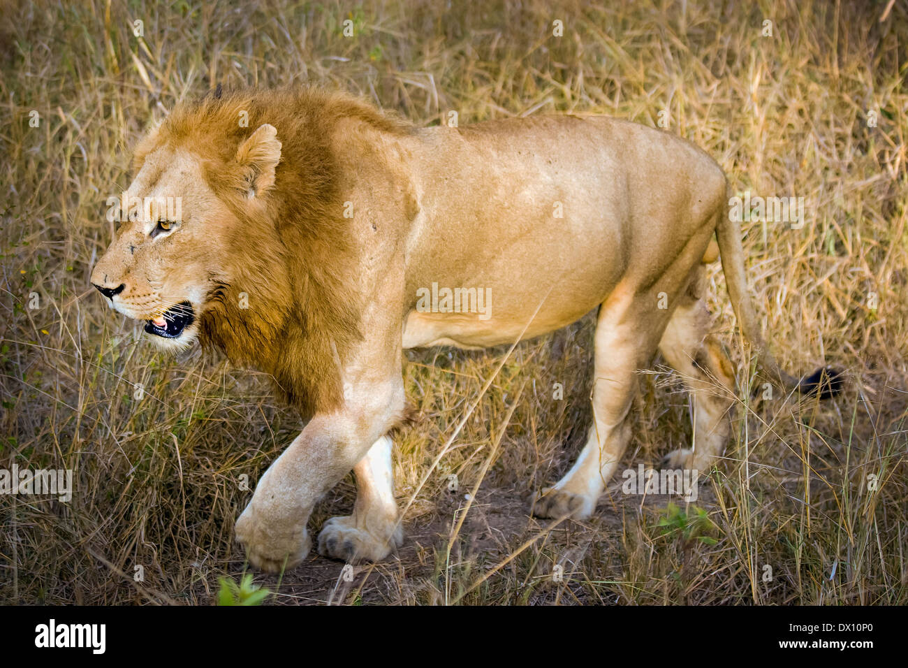 Male lion, Lion Sands Nature reserve, Sabi Sands Game Reserve, Skukuza, Kruger Park, South Africa (RSA) Stock Photo