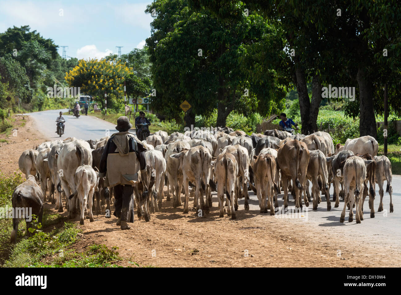 Multi-cow road-block, near He Ho, Shan Province, Myanmar Stock Photo