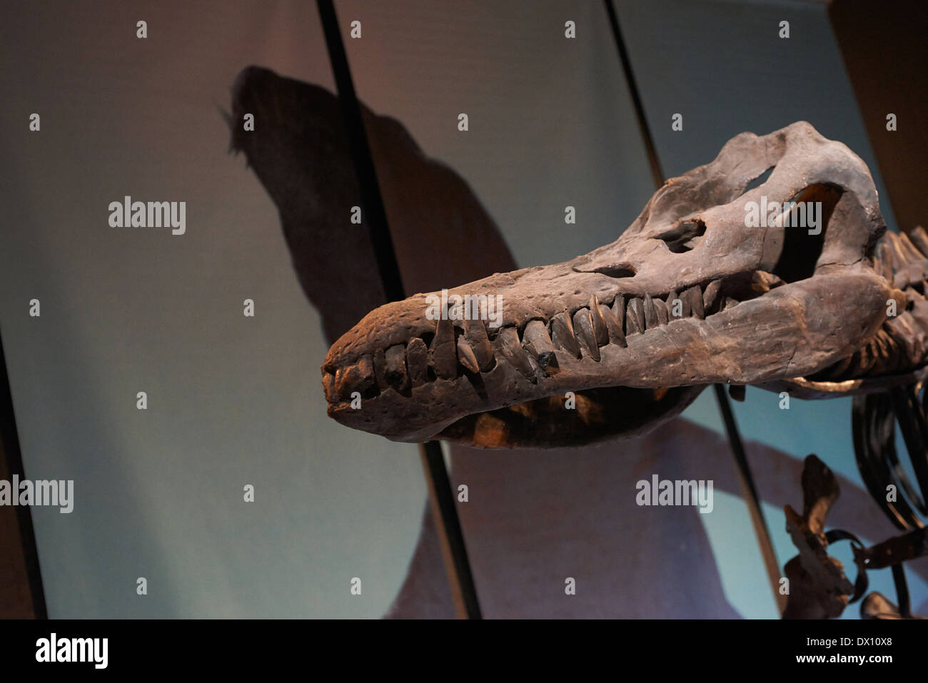 Prague Museum Dinosaur High Resolution Stock Photography And Images Alamy