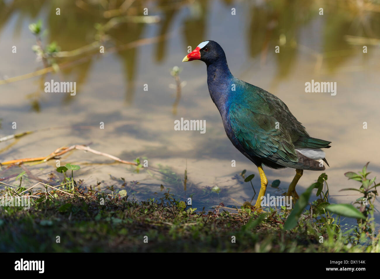 A Marsh hen searching for food in Lake County, Florida USA. Stock Photo