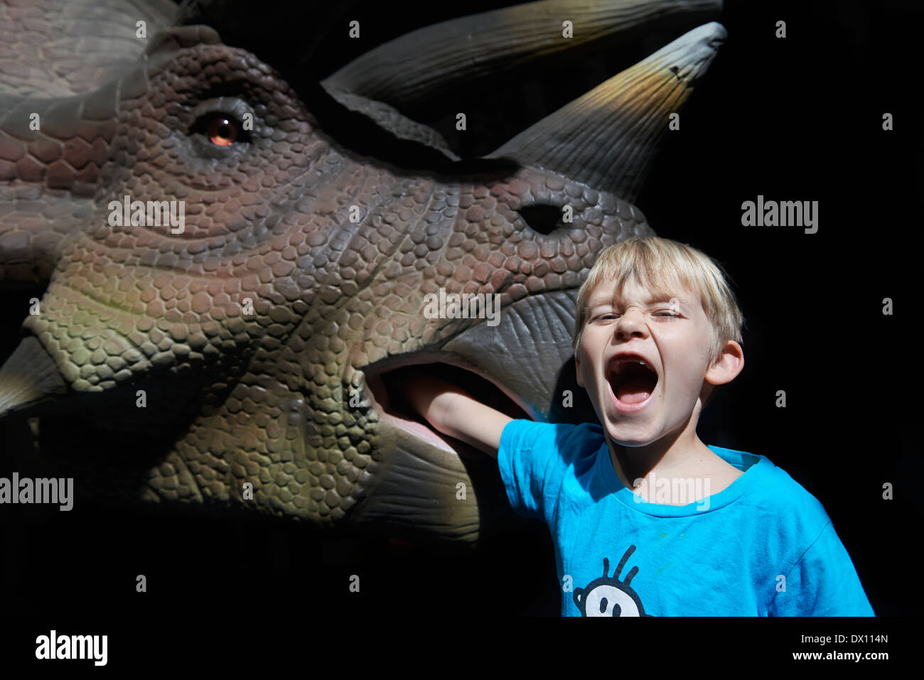 Child blond boy making fun with real life Triceratops dinosaur - compared in size with a human child Stock Photo