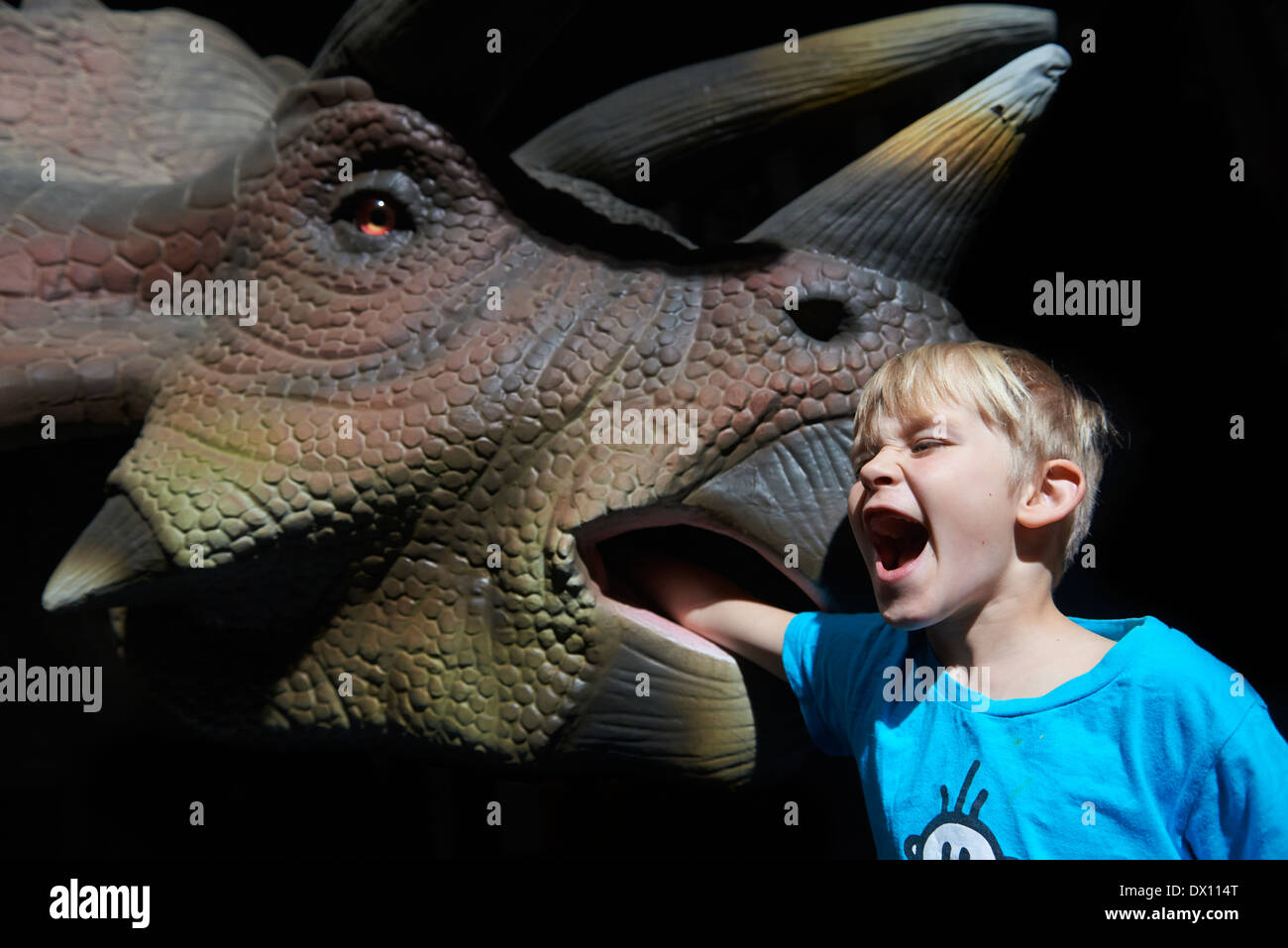 Child blond boy making fun with real life Triceratops dinosaur - compared in size with a human child Stock Photo