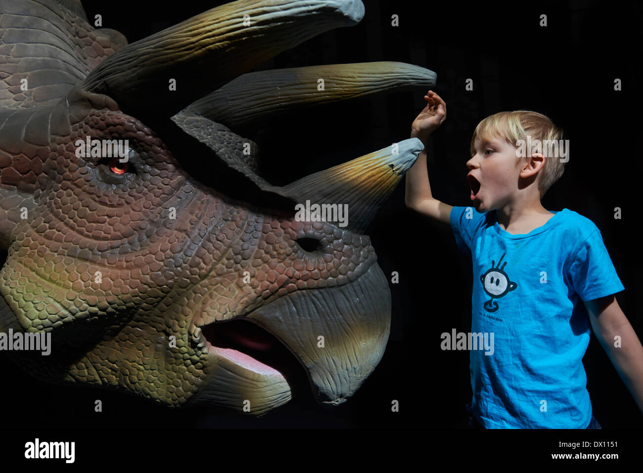 Child blond boy making fun with real life Triceratops dinosaur - compared in size with a human child Stock Photo