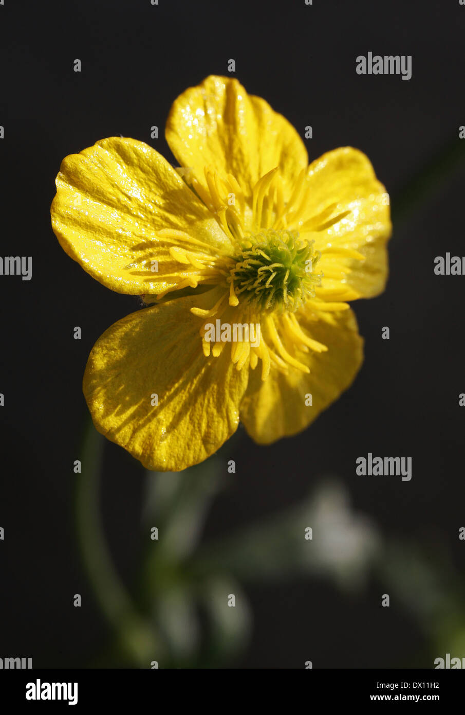 Buttercup, Ranunculus spruneranus, Ranunculaceae. Greece, Mediterranean, South East Europe. Stock Photo