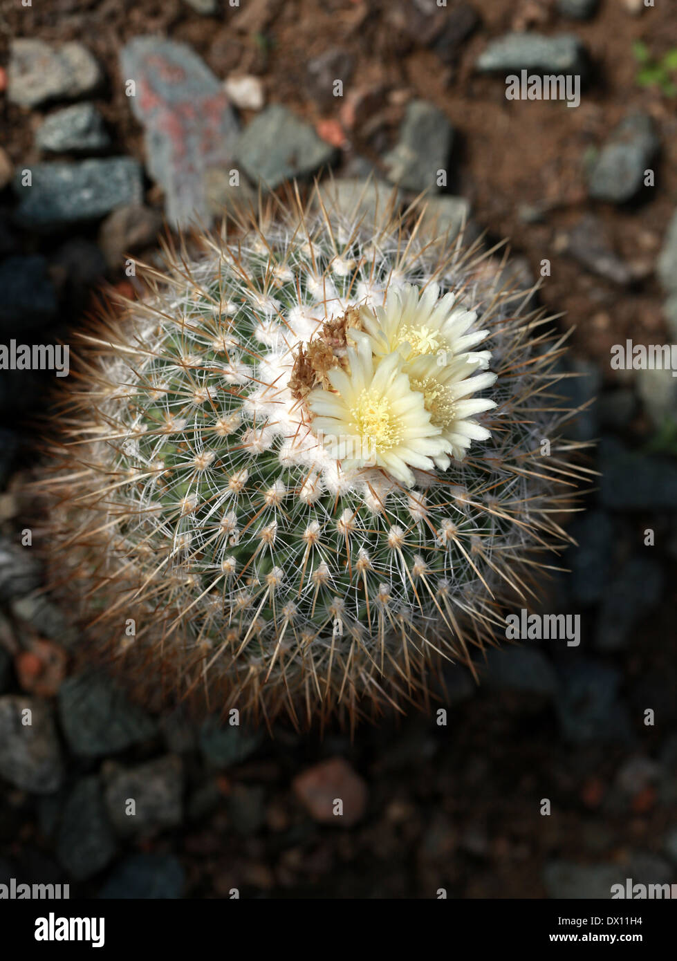 Stenocactus, Stenocactus vaupelianus, Cactaceae. North East Mexico. Stock Photo