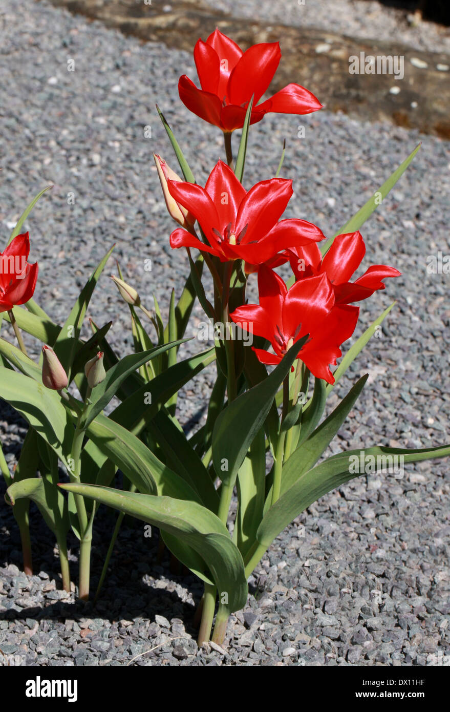 Tulip, Tulipa subpraestans, Liliaceae. Russian Central Asia. Stock Photo