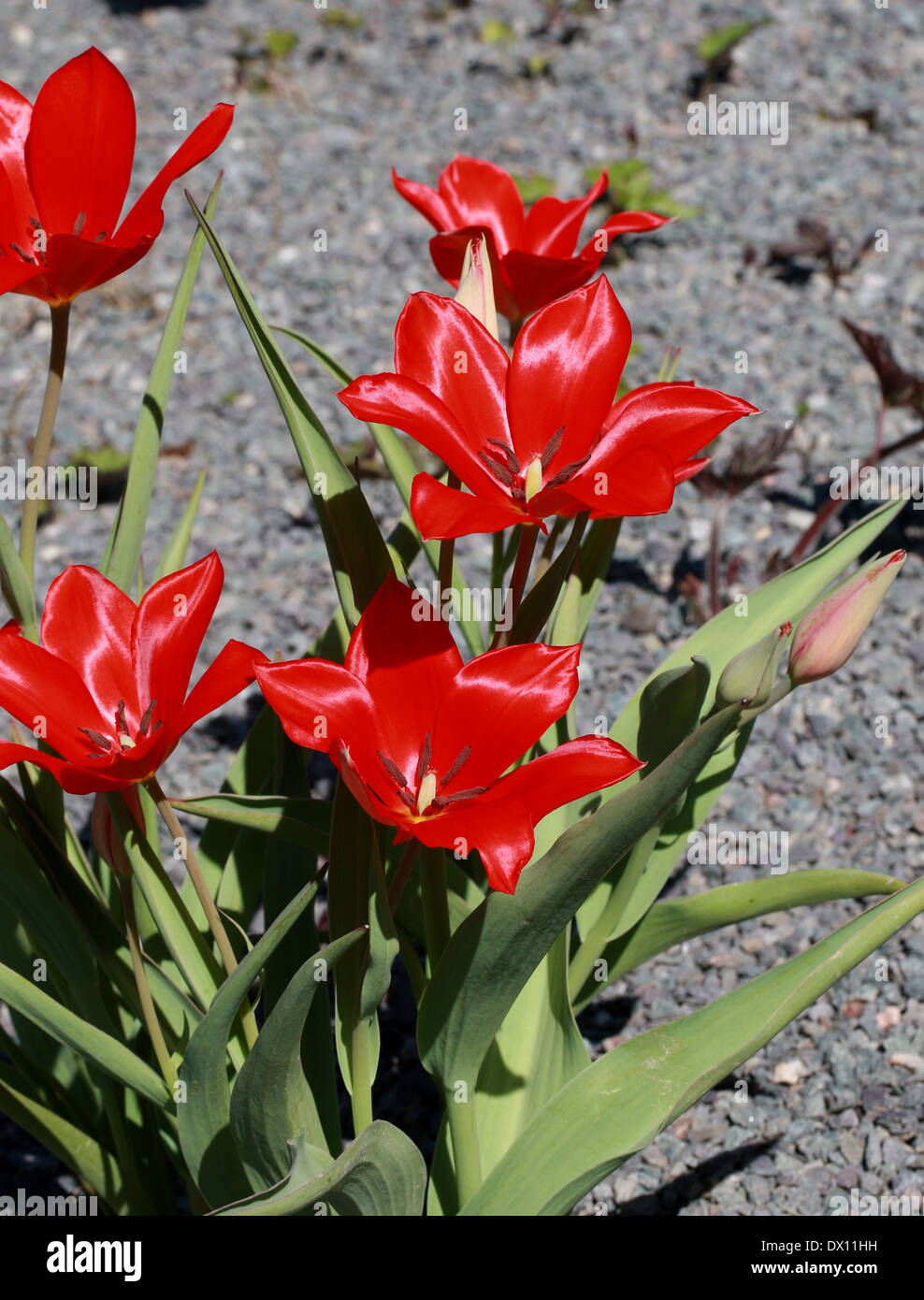 Tulip, Tulipa subpraestans, Liliaceae. Russian Central Asia. Stock Photo