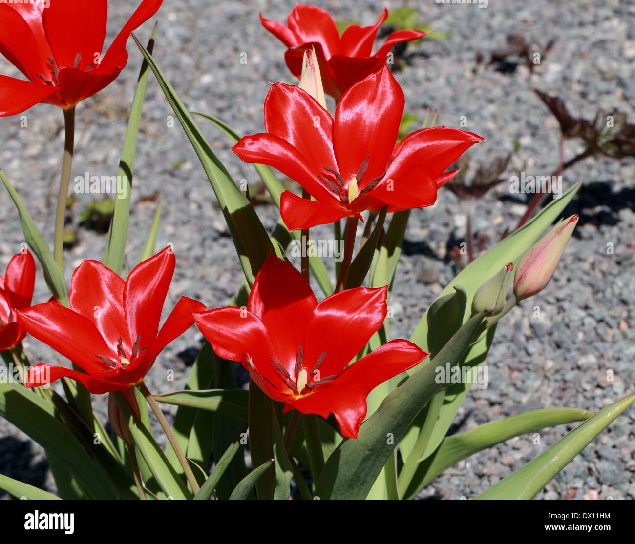 Tulip, Tulipa subpraestans, Liliaceae. Russian Central Asia. Stock Photo