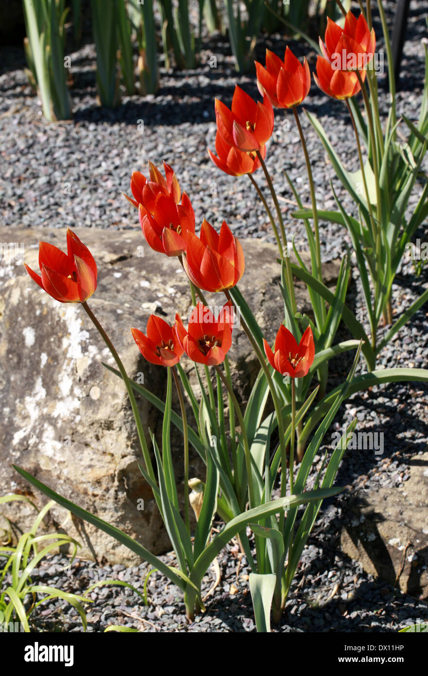 Species Tulip, Tulipa whittallii, Liliaceae. Turkey. Stock Photo