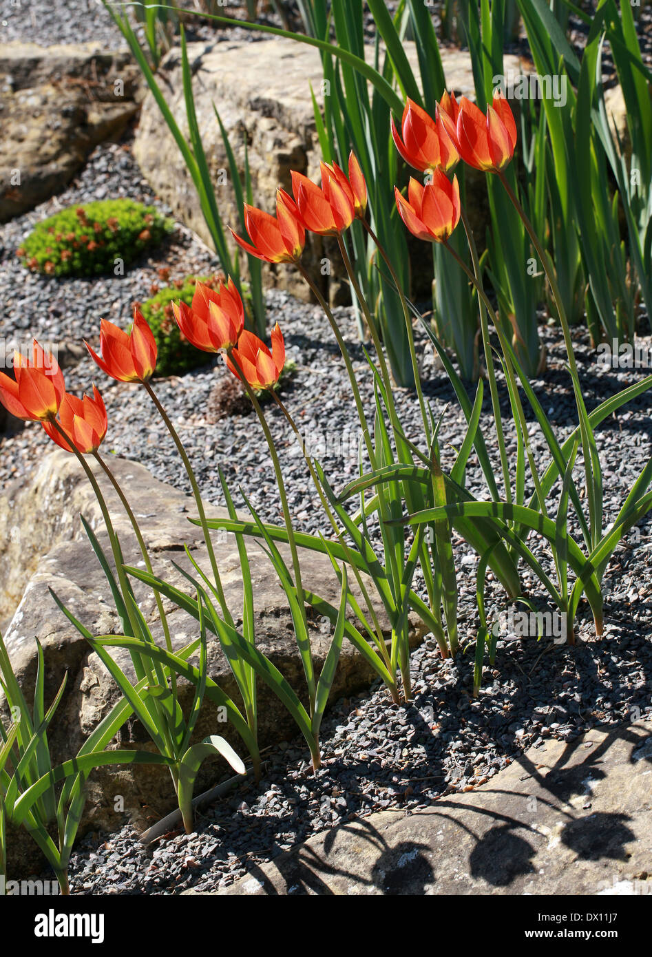 Species Tulip, Tulipa whittallii, Liliaceae. Turkey. Stock Photo