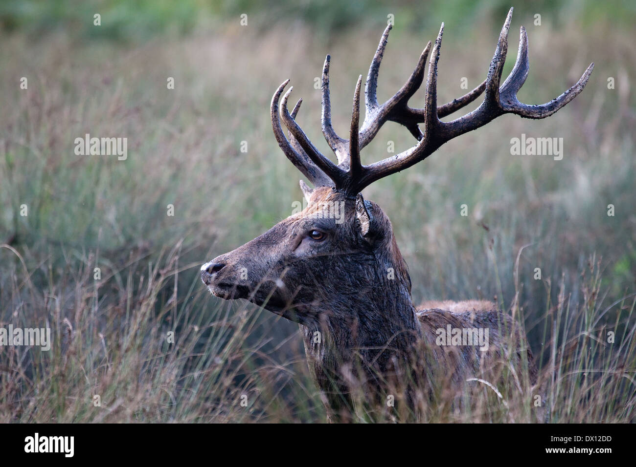 Rutting stand deer fighting hi-res stock photography and images - Alamy