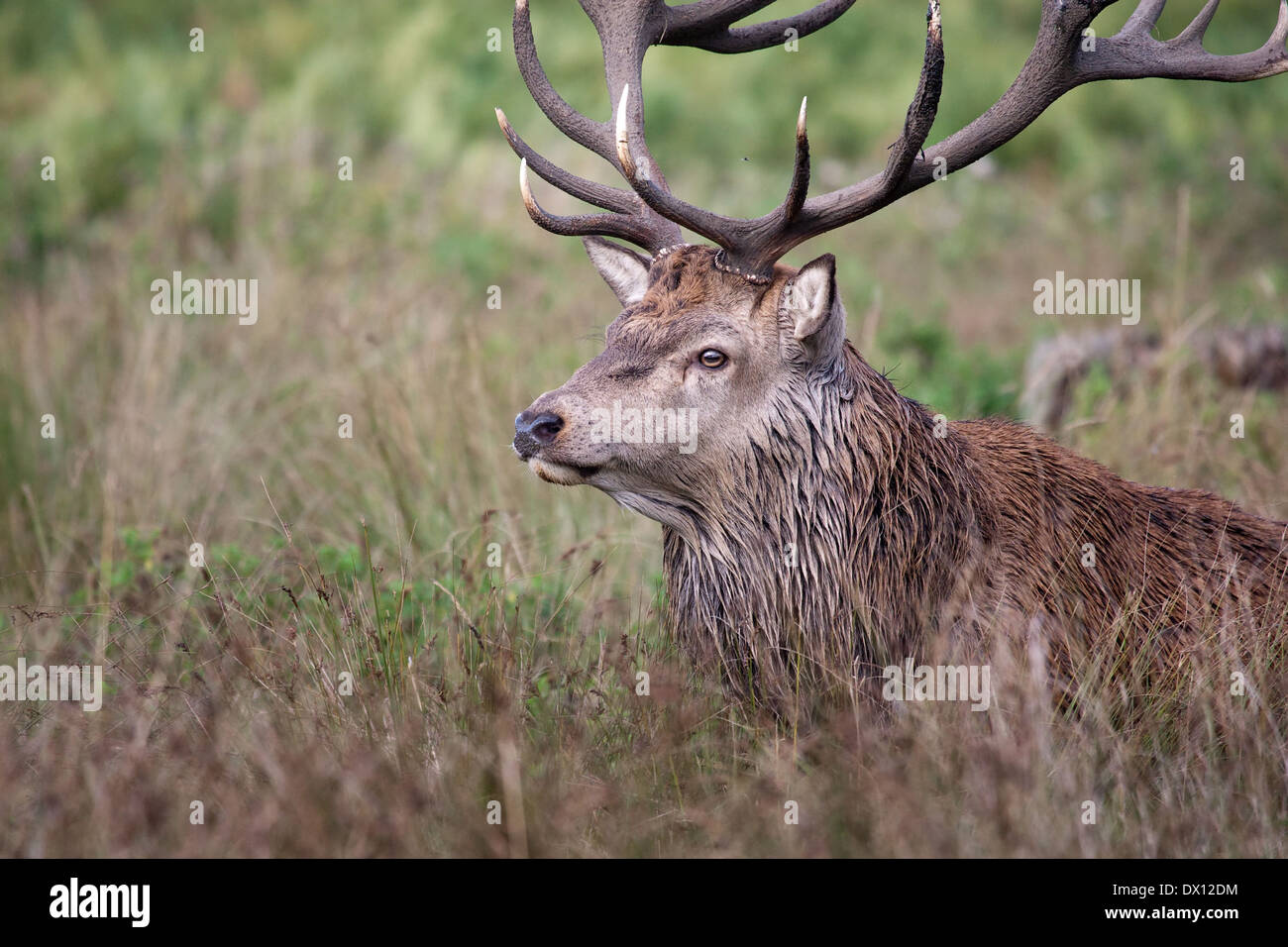 Rutting stand deer fighting hi-res stock photography and images - Alamy