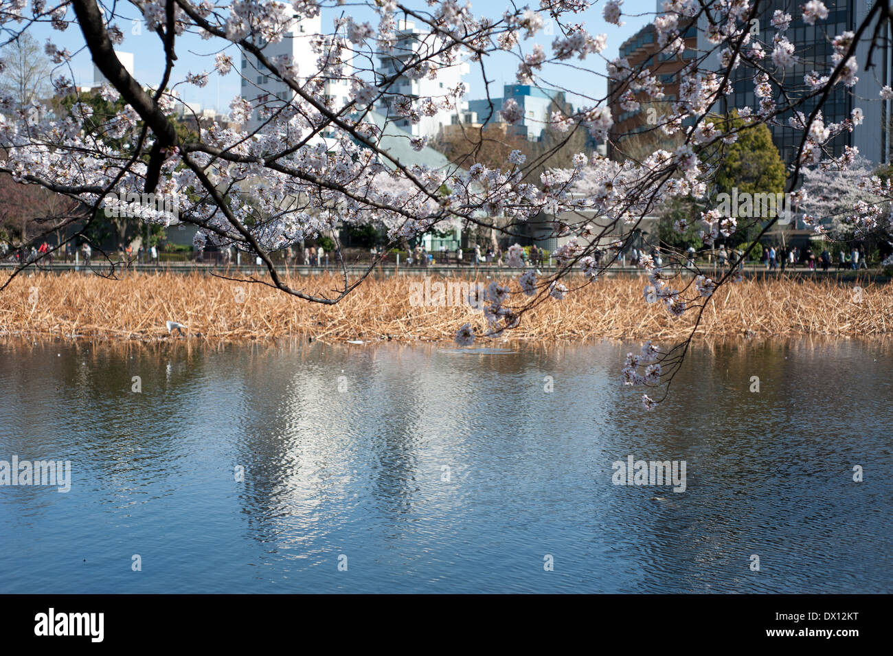 Cherry Blossoms At Ueno Park, Tokyo, Japan Stock Photo