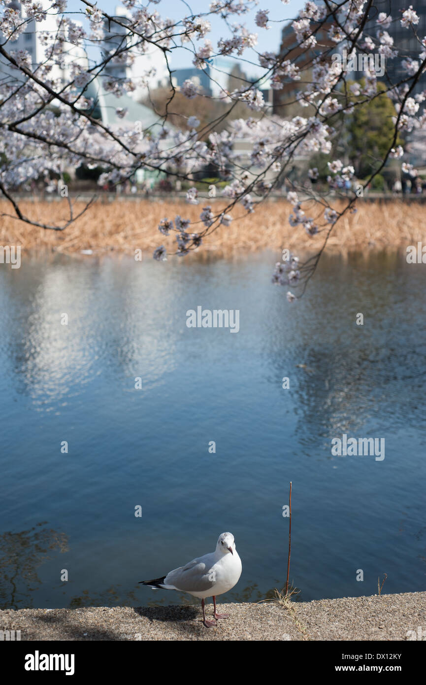 Cherry Blossoms At Ueno Park, Tokyo, Japan Stock Photo