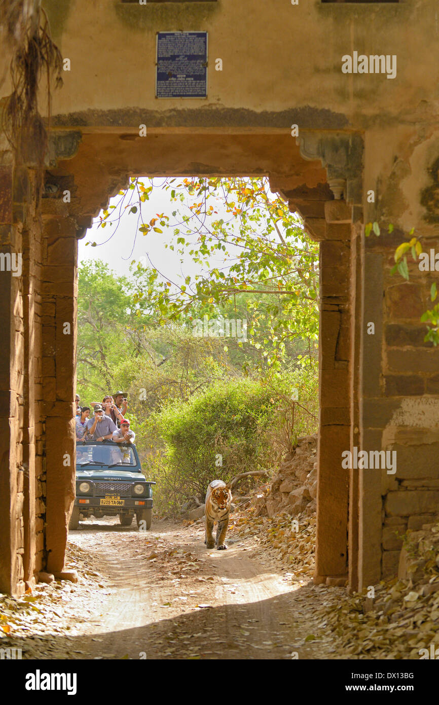 Wild tiger walking through an ancient gate with a car full of tourists in tow, in Ranthambhore national park Stock Photo