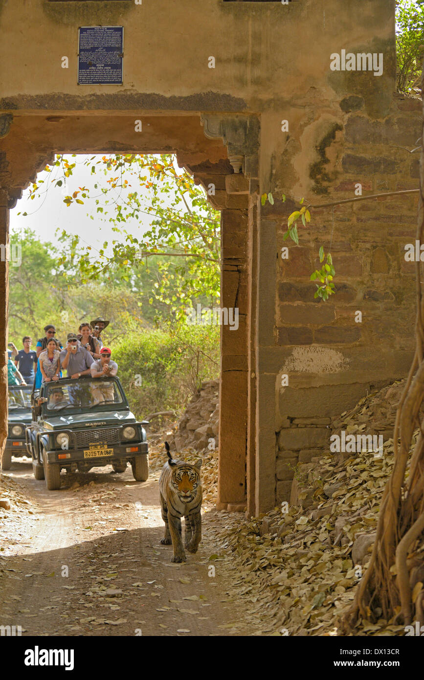Wild tiger walking through an ancient gate with a cars full of tourists in tow, in Ranthambhore national park Stock Photo