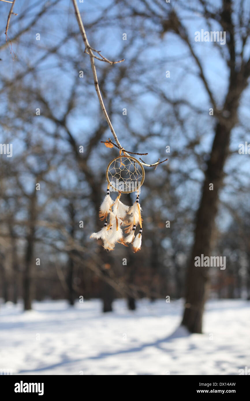 A dream catcher hanging from a tree. Stock Photo