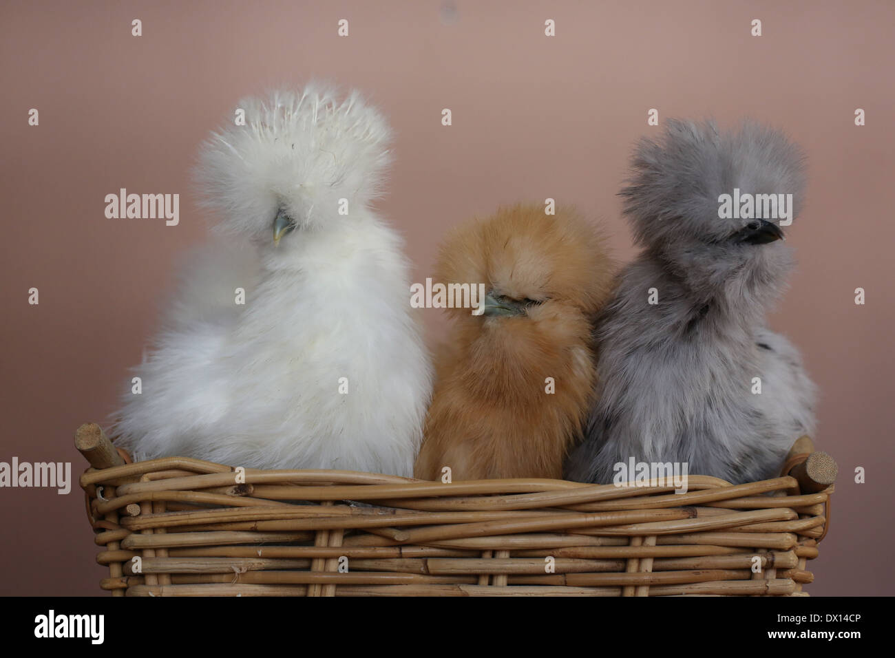 3 Silkie chickens, side by side in a basket Stock Photo Alamy