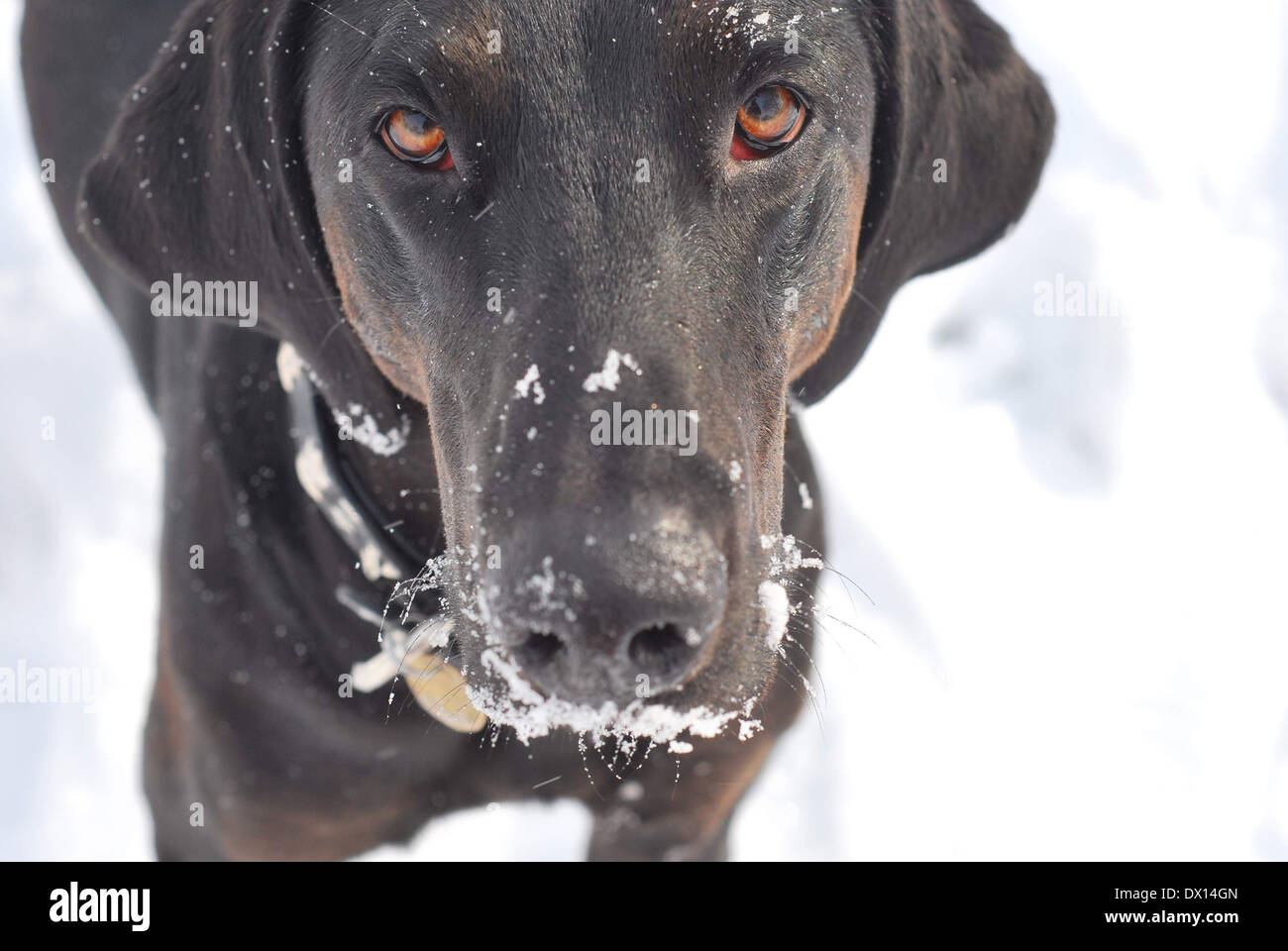 Dog with snow on her face Stock Photo