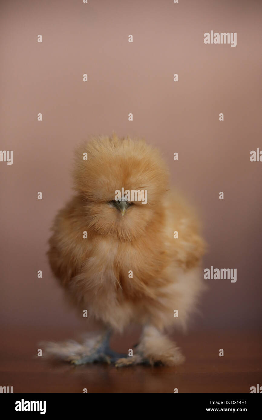 A buff colored Silkie chicken Stock Photo - Alamy