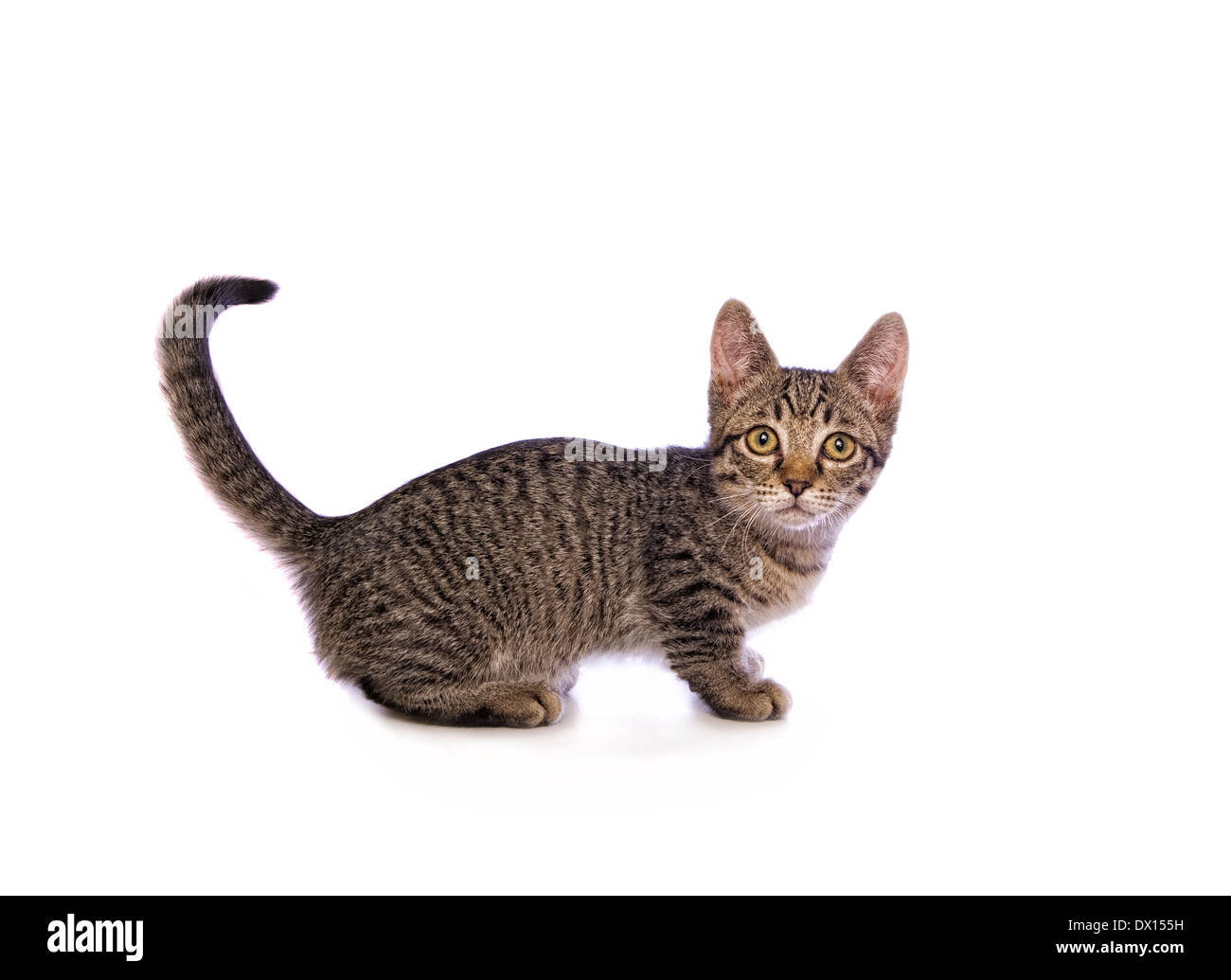 Munchkin Cat Images – Browse 9,284 Stock Photos, Vectors, and Video