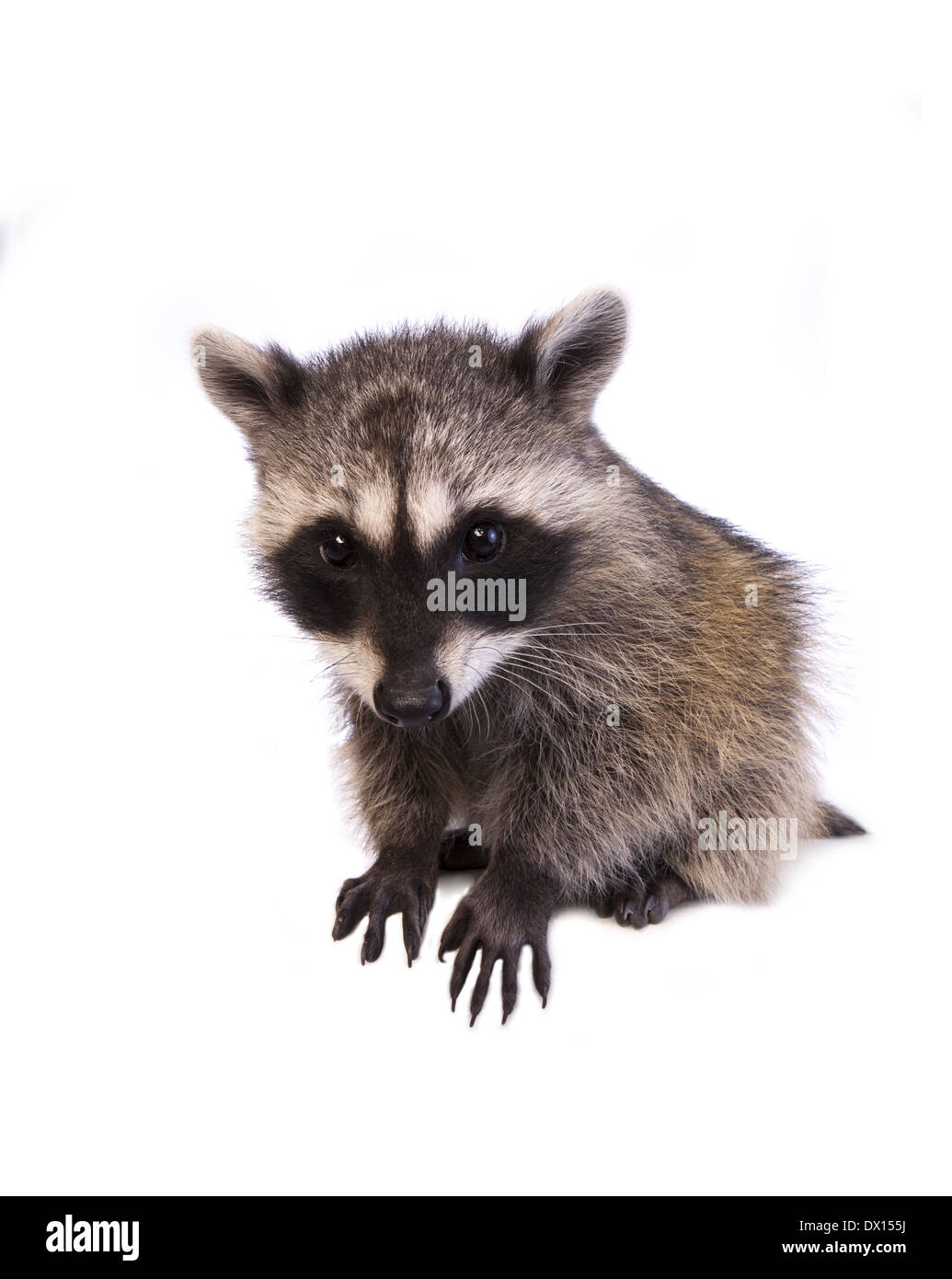 Raccoon with big head isolated on white background Stock Photo