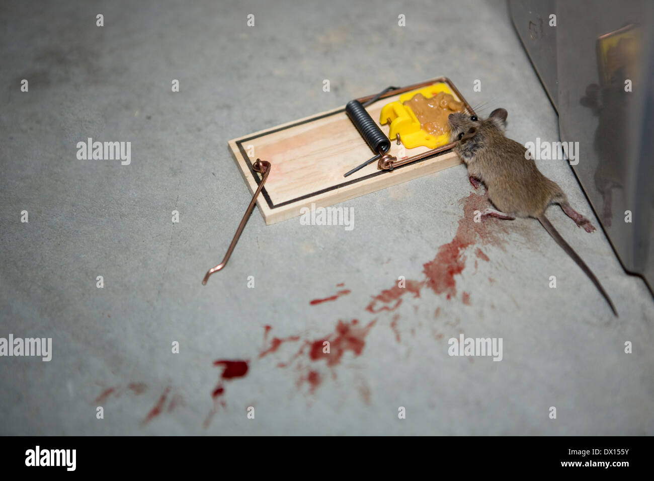 Vermin dead rat pest hi-res stock photography and images - Page 2 - Alamy