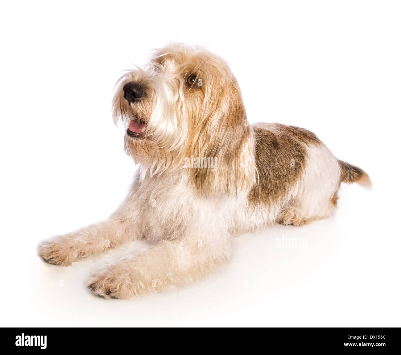 petit basset griffon vendeen dog lying down looking up isolated on white background Stock Photo