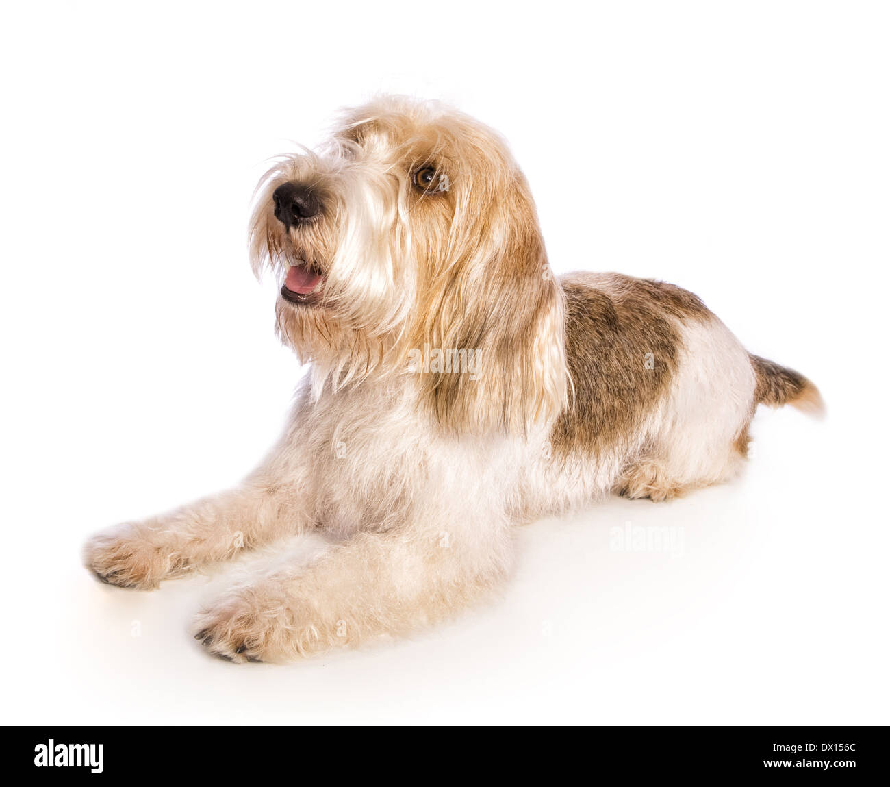 can petit basset griffon vendeen be white